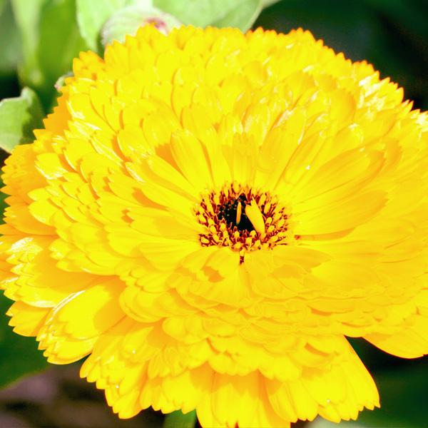 キンセンカの花の香りをイメージしています