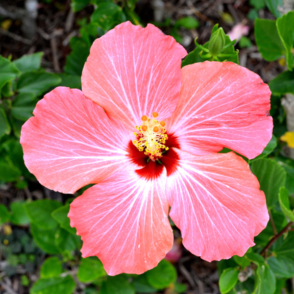 ハイビスカスの花の香りをイメージしています