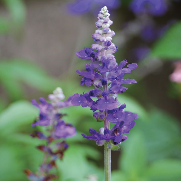 サルビアの花の香りをイメージしています