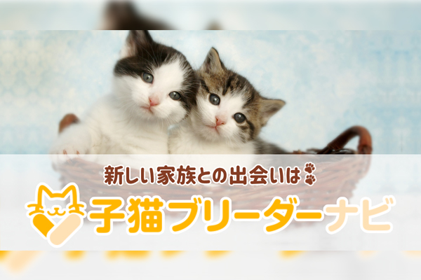 「子猫ブリーダーナビ」にてゾイックNキャッツトリートメントインシャンプーを取り上げていただきました