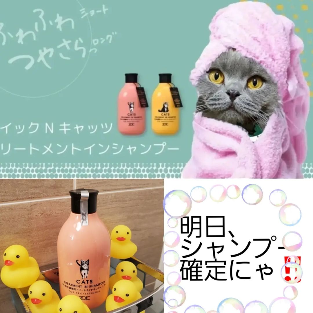 キャッツ アンバサダー ボイス