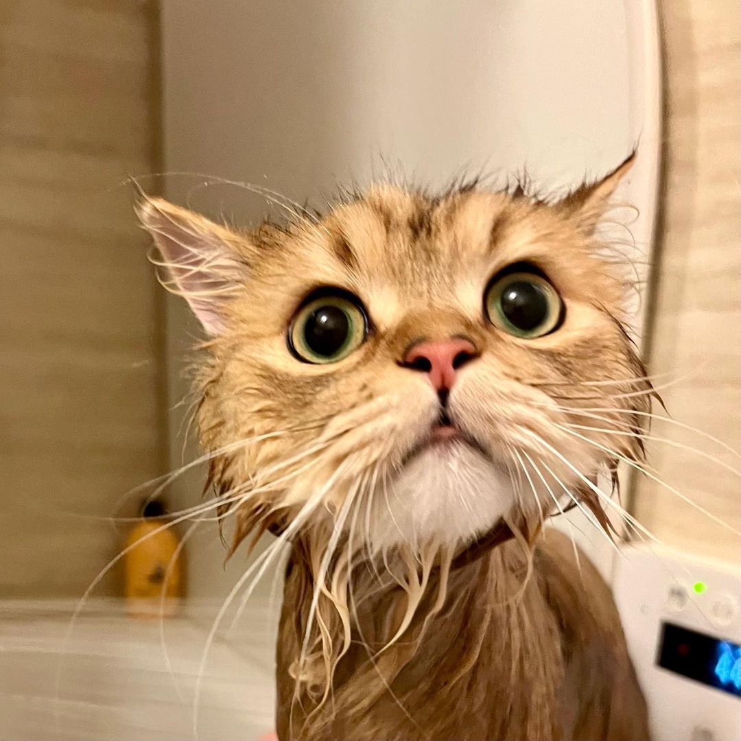 キャッツ アンバサダー ボイス