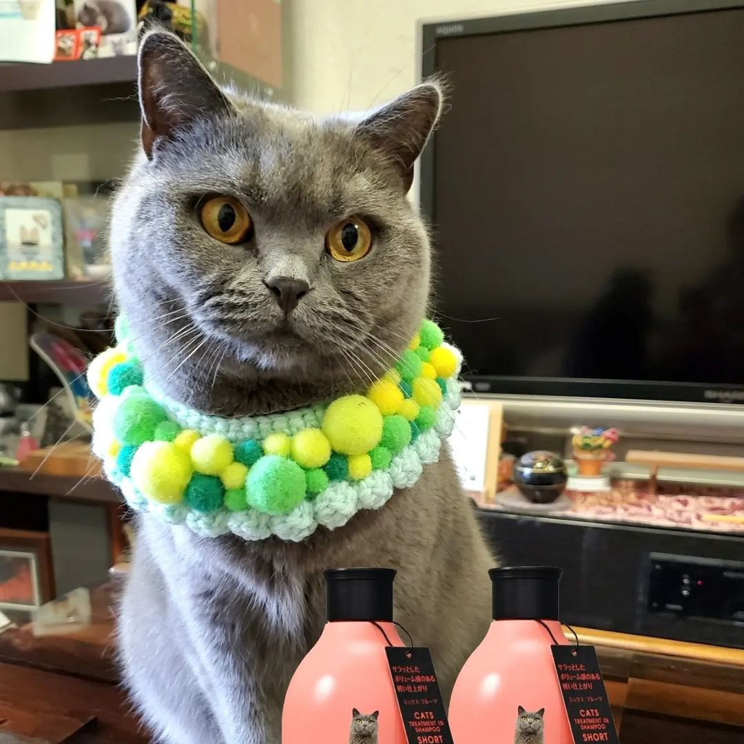 キャッツ アンバサダー ボイス