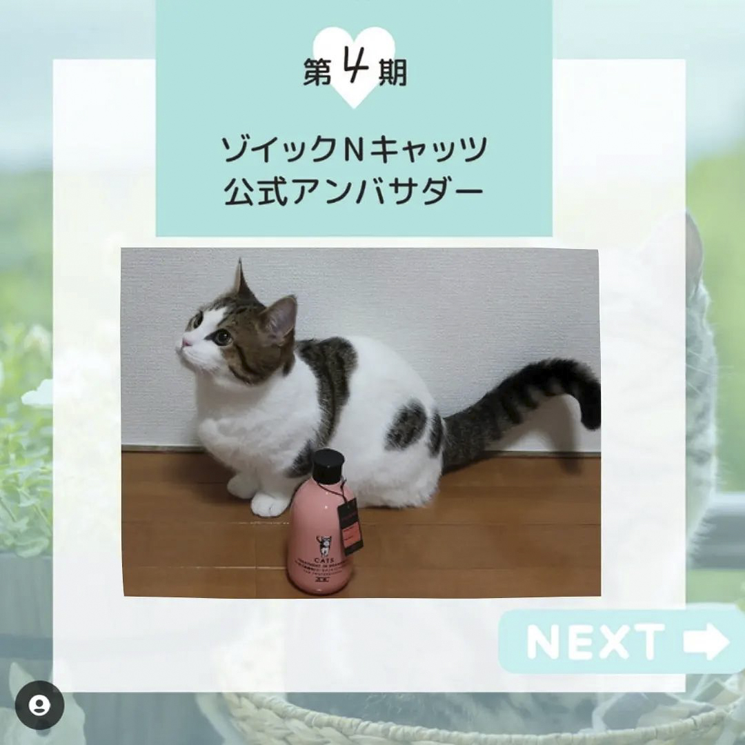 キャッツ アンバサダー ボイス