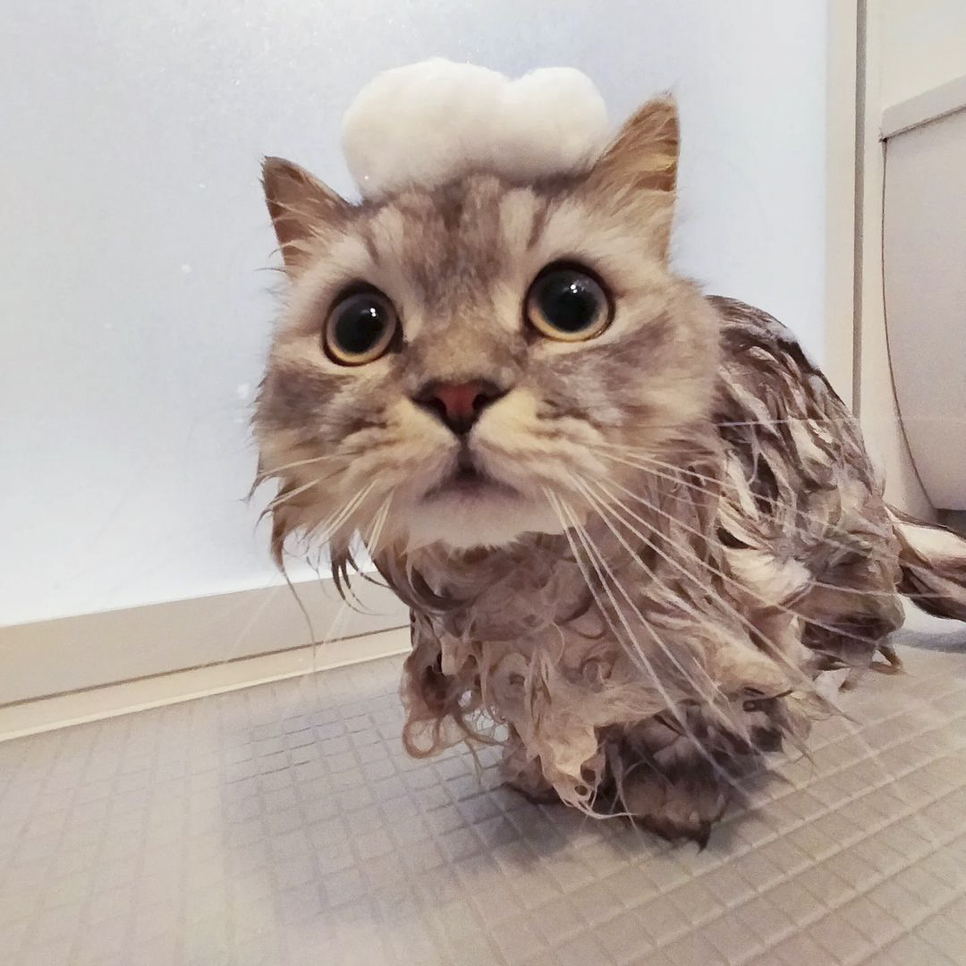 キャッツ アンバサダー ボイス