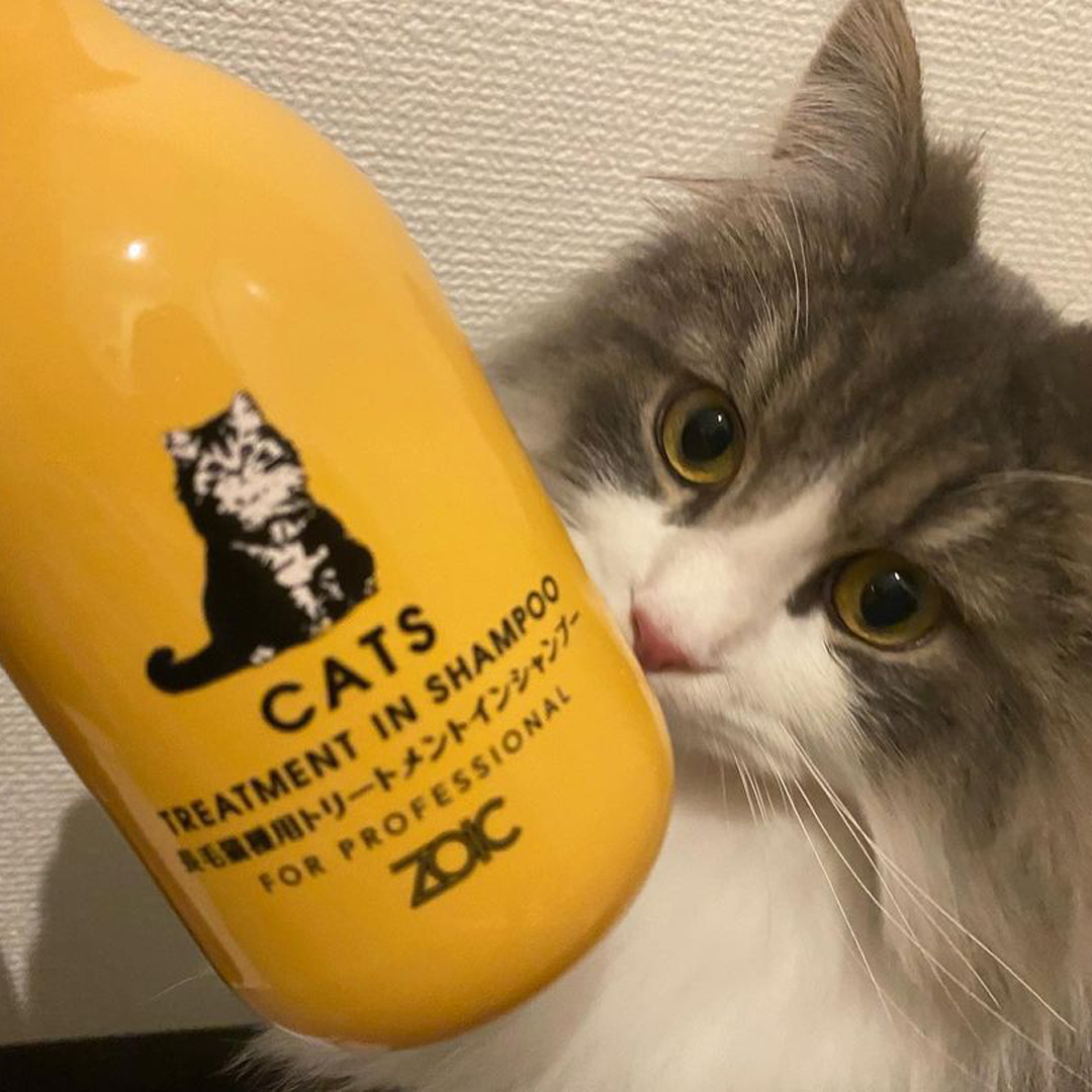 キャッツ アンバサダー ボイス