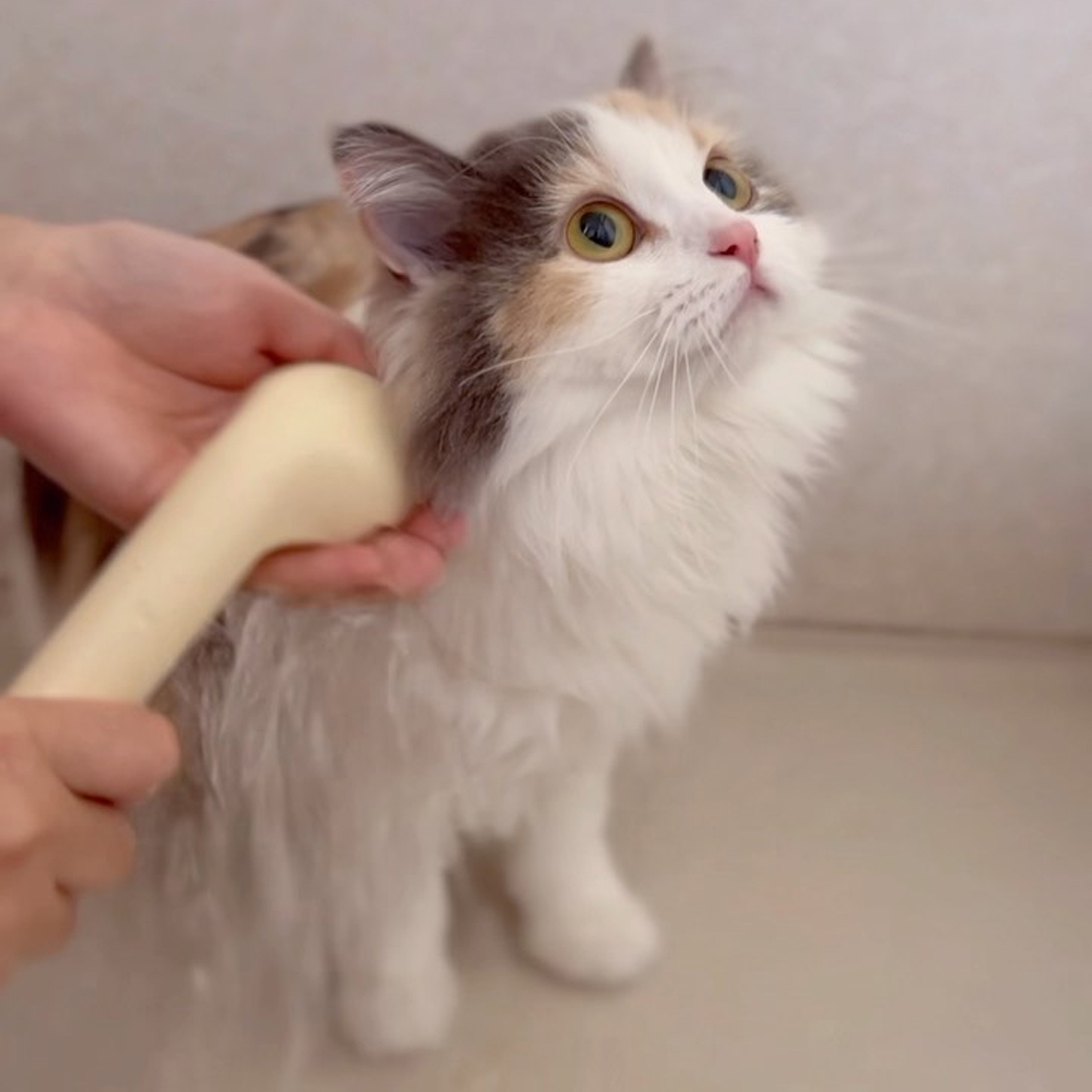 キャッツ アンバサダー ボイス