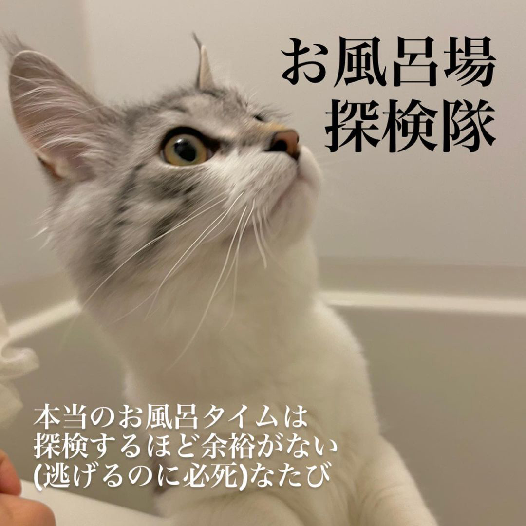 キャッツ アンバサダー ボイス