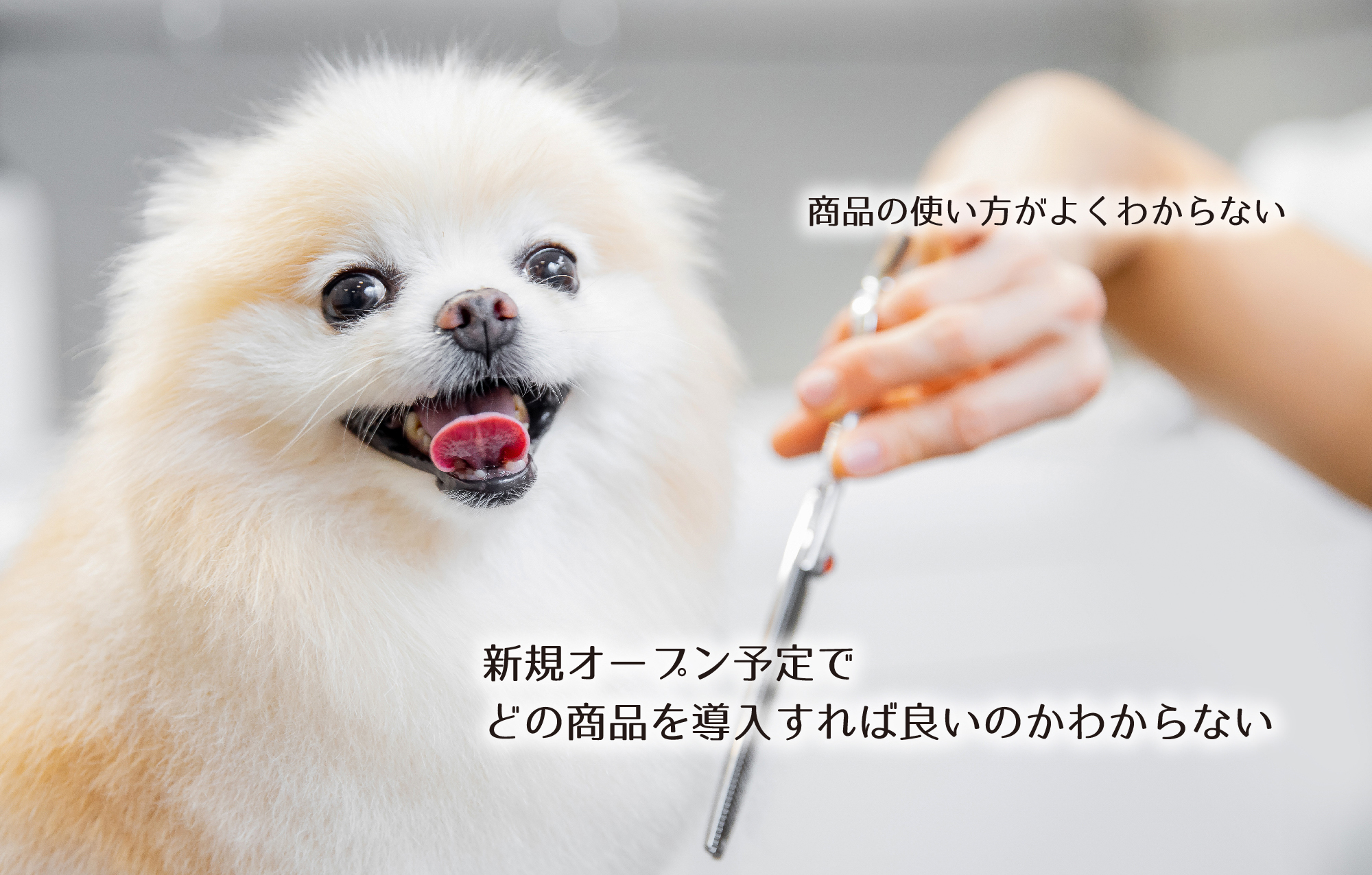 ZOICビギナーズサポート
