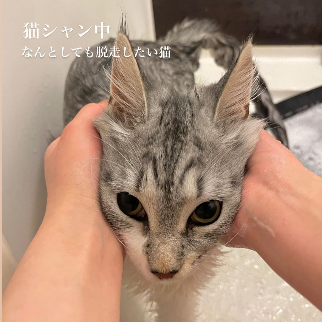 キャッツ アンバサダー ボイス