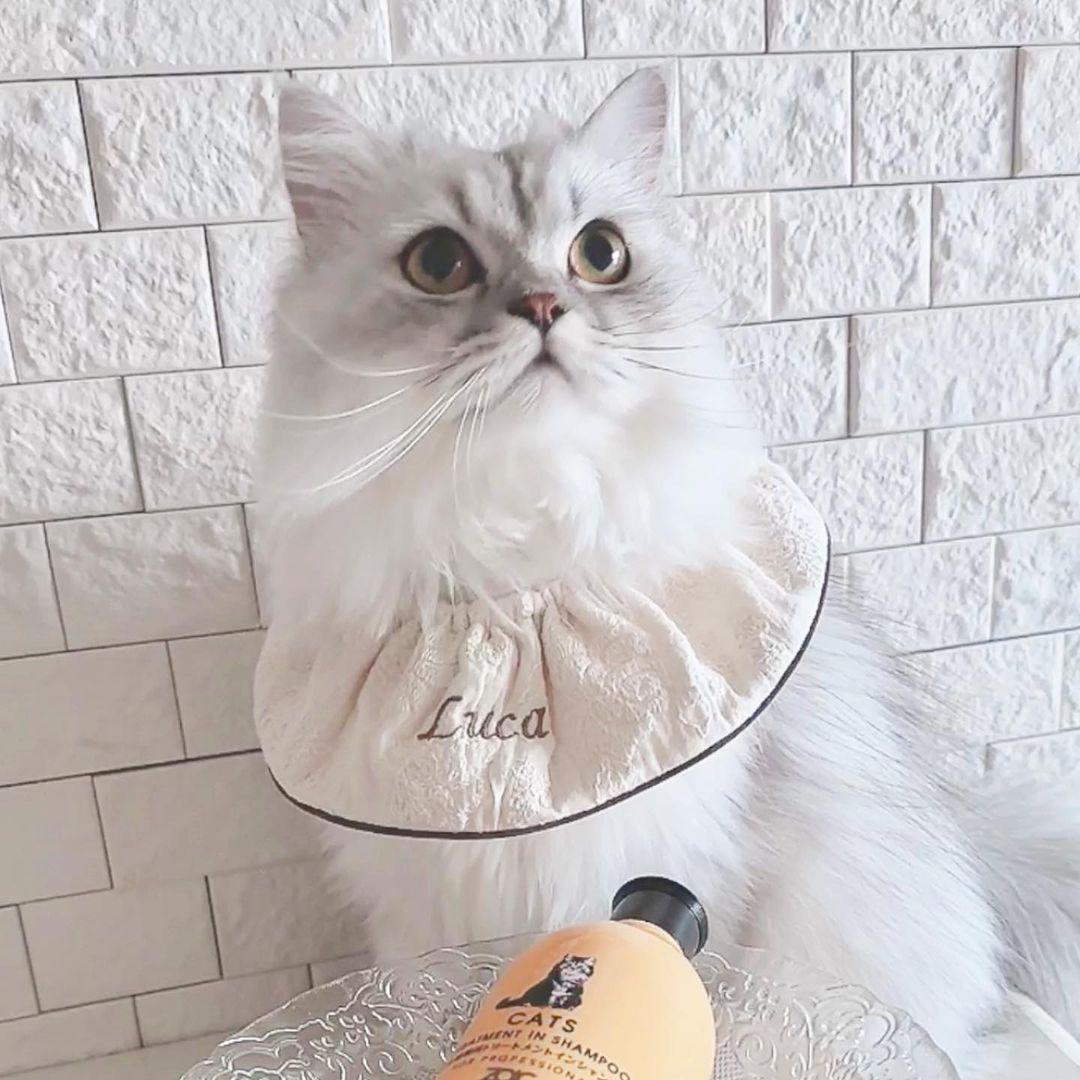 キャッツ アンバサダー ボイス