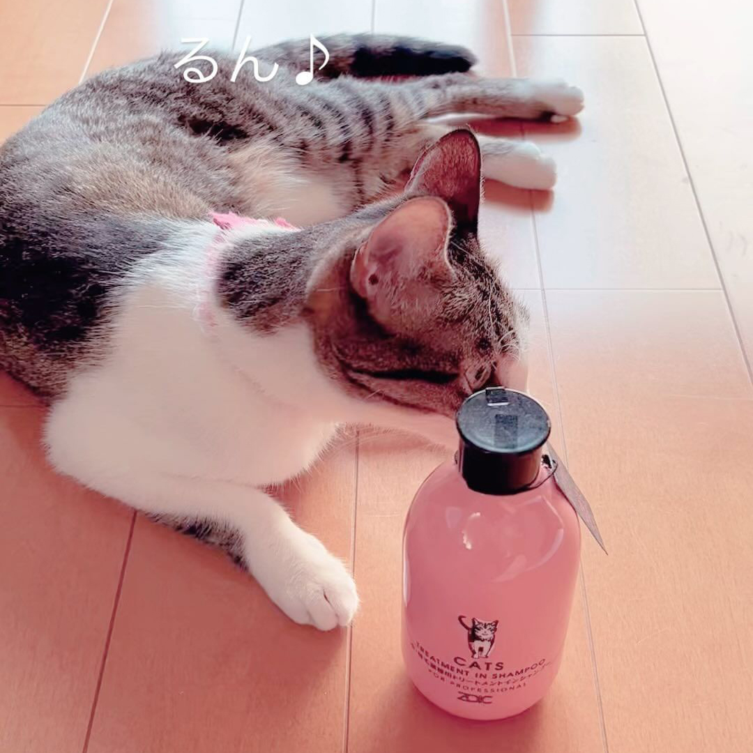 キャッツ アンバサダー ボイス