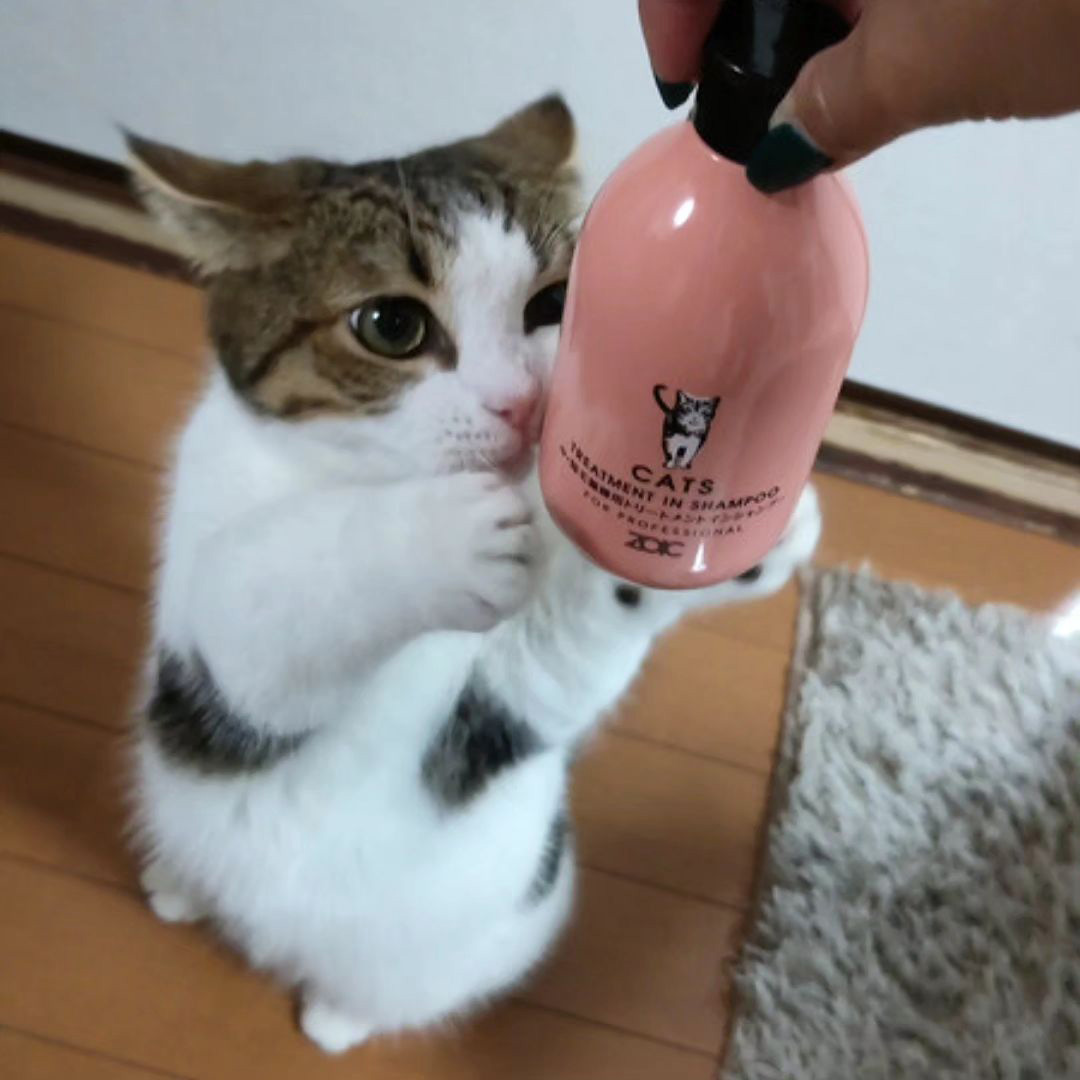 キャッツ アンバサダー ボイス