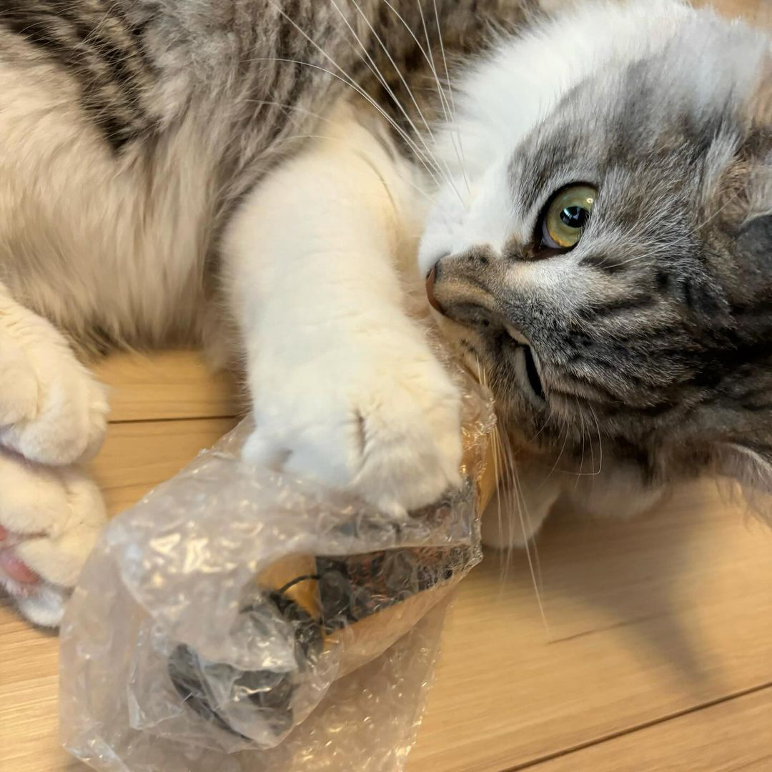 キャッツ アンバサダー ボイス