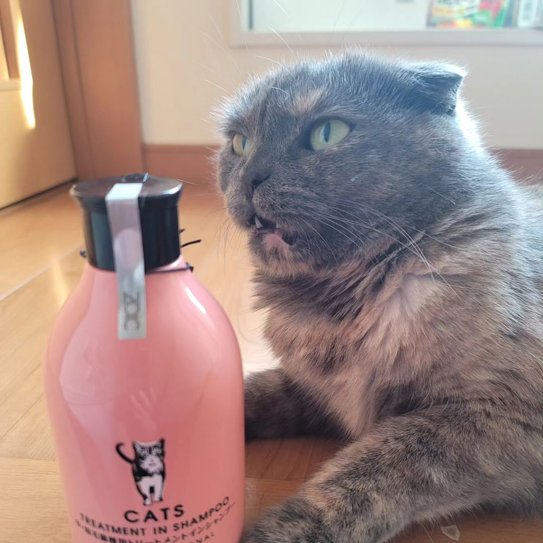 キャッツ アンバサダー ボイス
