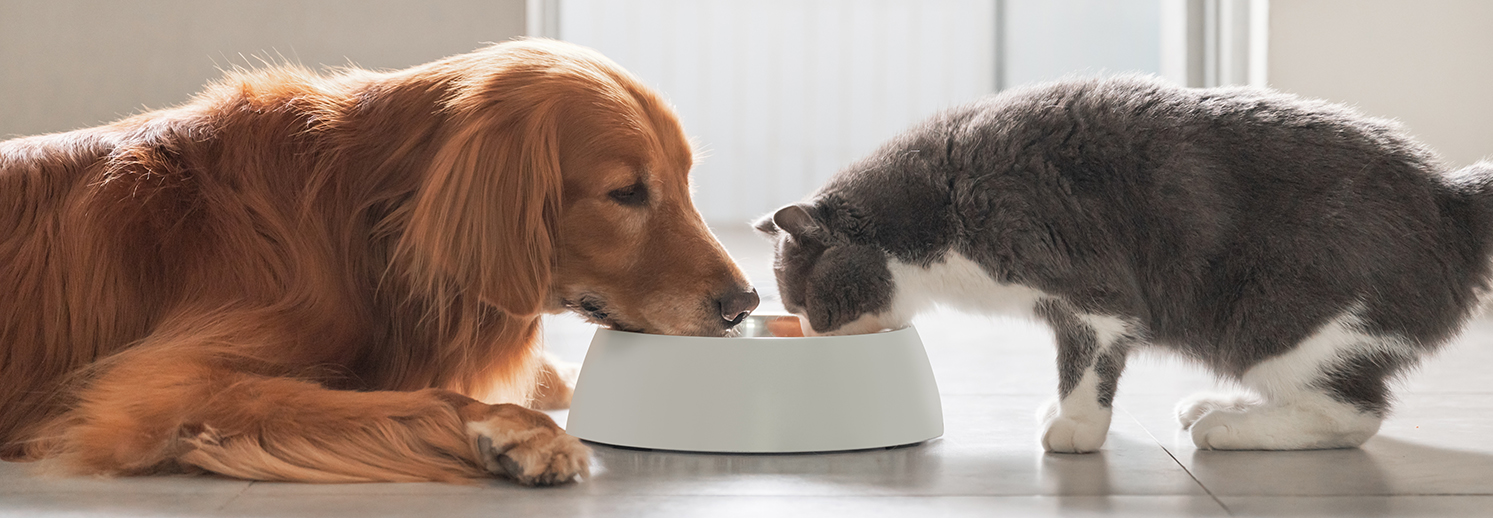 イマドキペットのお食事事情レポート請求フォーム