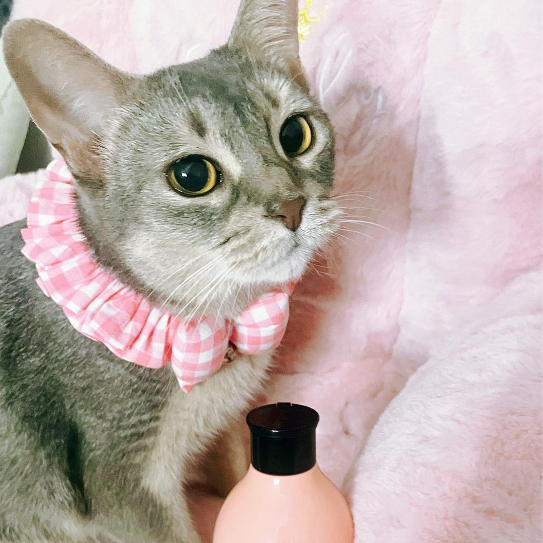 キャッツ アンバサダー ボイス
