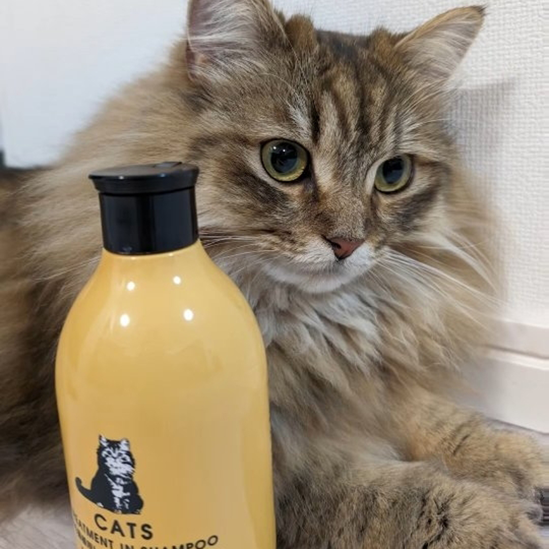 キャッツ アンバサダー ボイス
