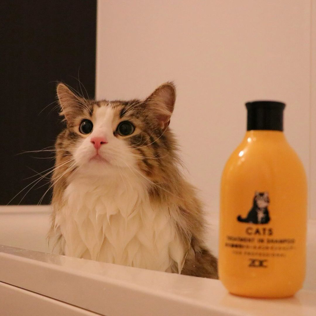 キャッツ アンバサダー ボイス