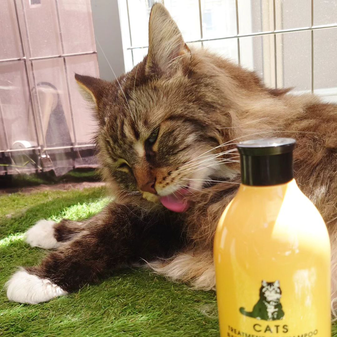 キャッツ アンバサダー ボイス