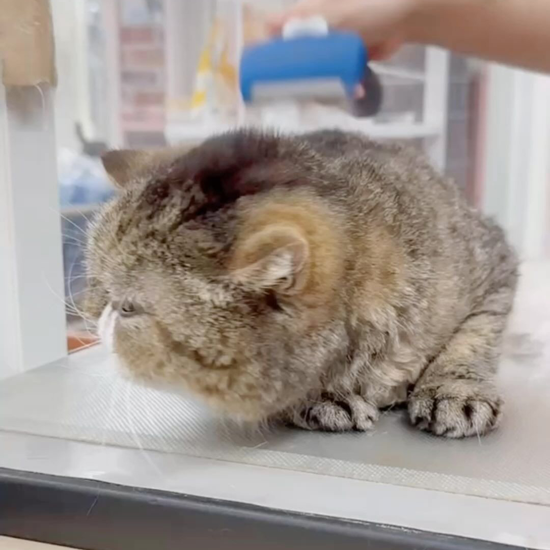 キャッツ アンバサダー ボイス
