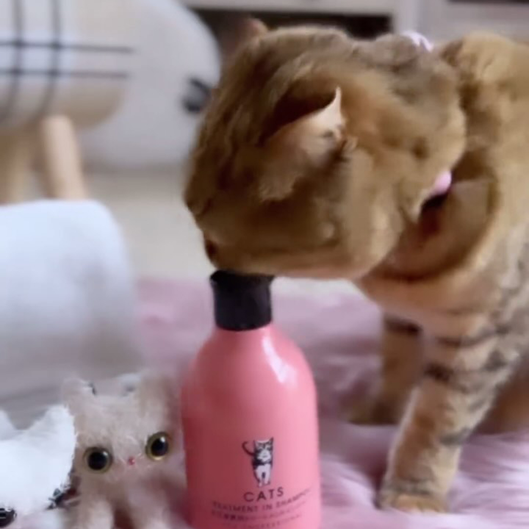 キャッツ アンバサダー ボイス
