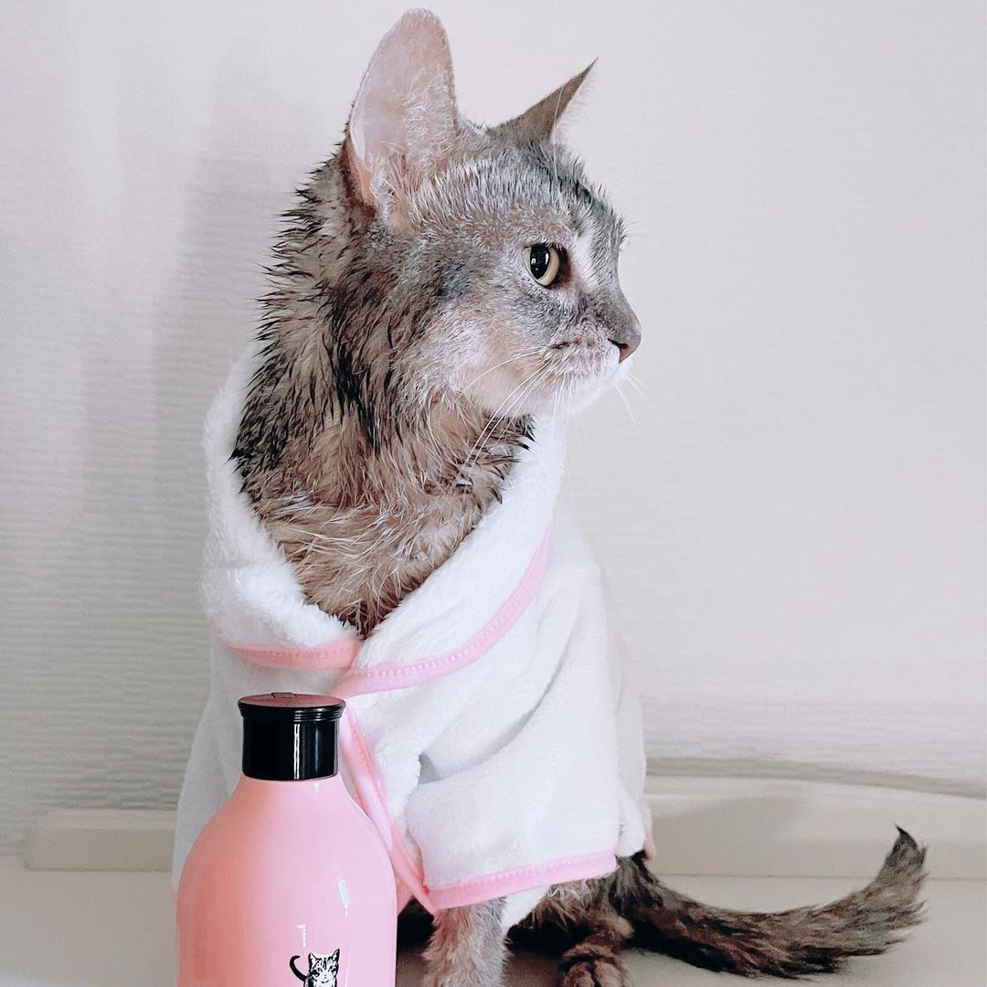 キャッツ アンバサダー ボイス