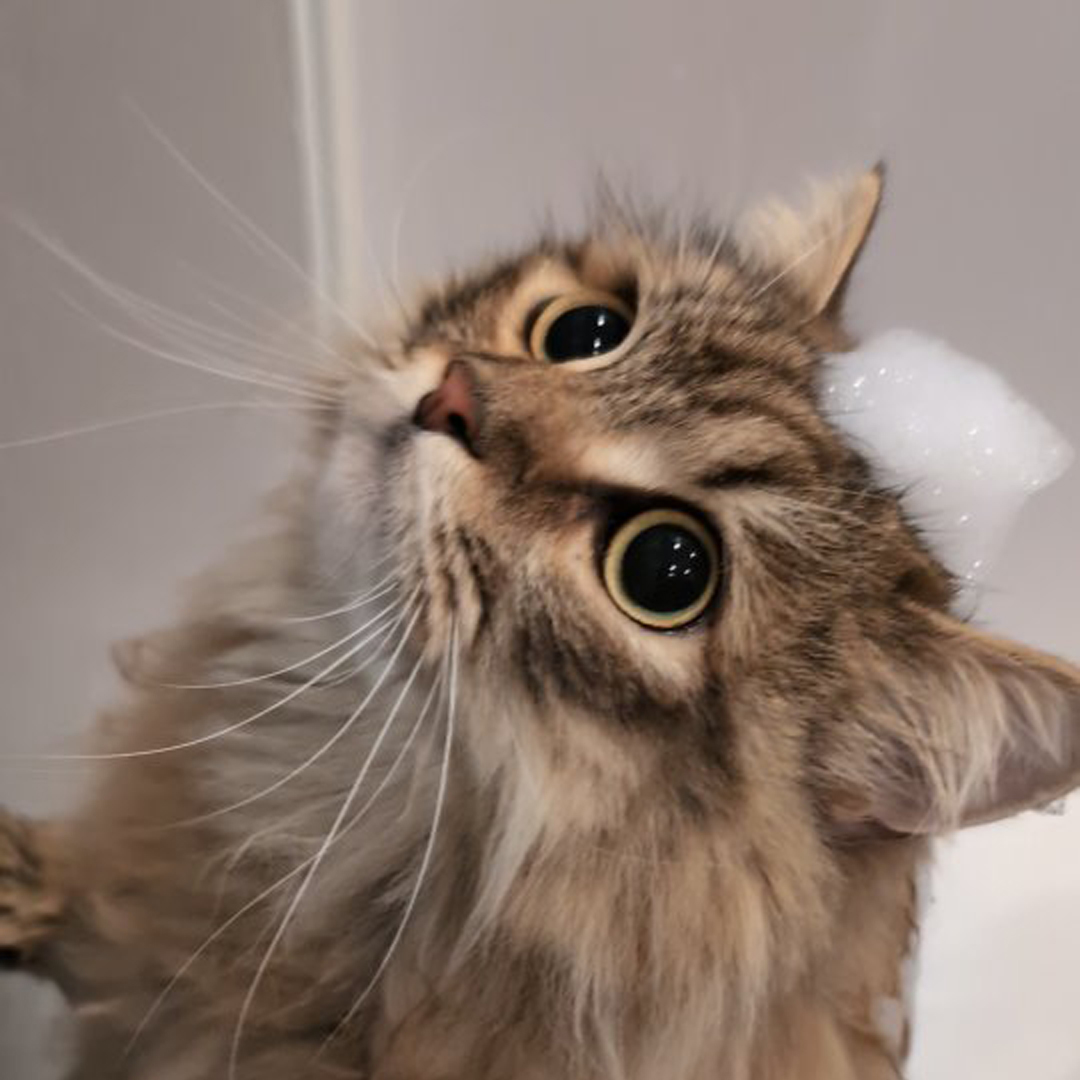キャッツ アンバサダー ボイス