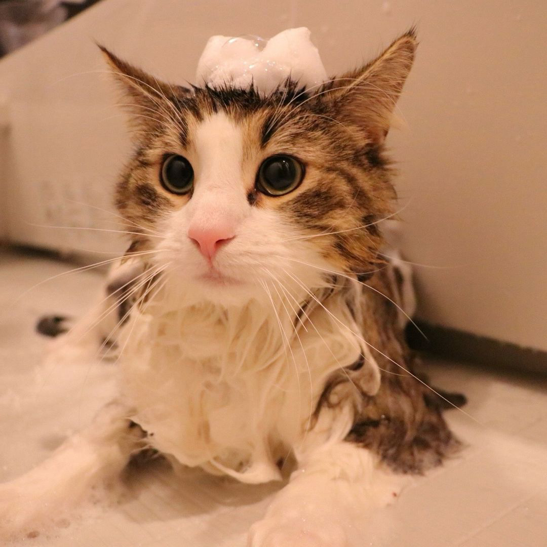 キャッツ アンバサダー ボイス