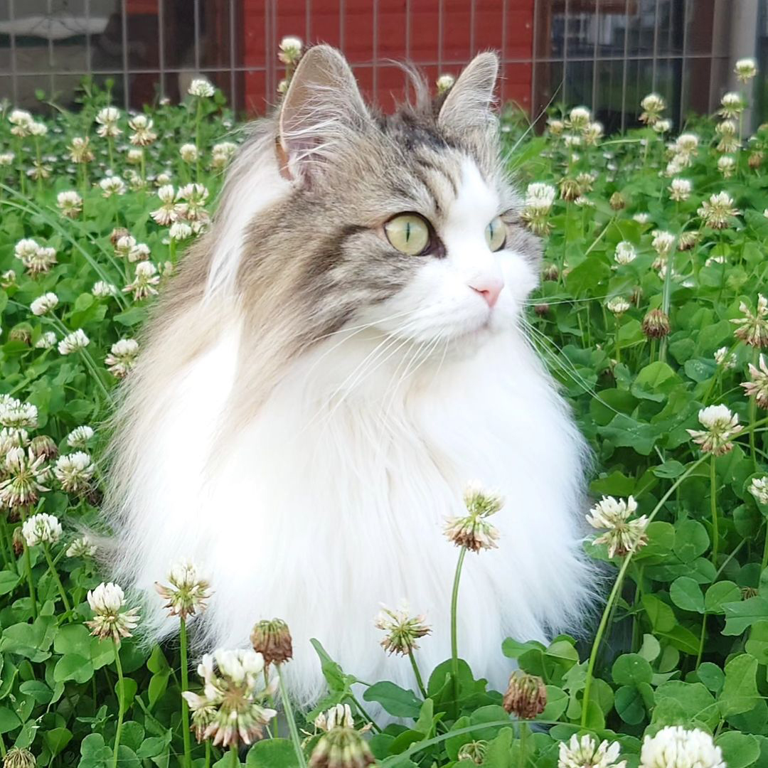 キャッツ アンバサダー ボイス
