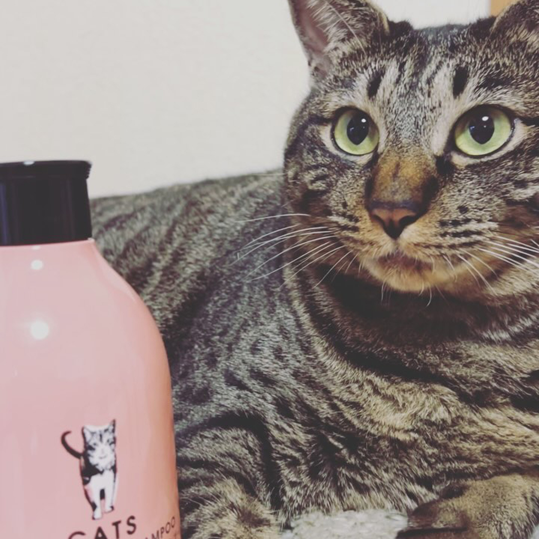 キャッツ アンバサダー ボイス