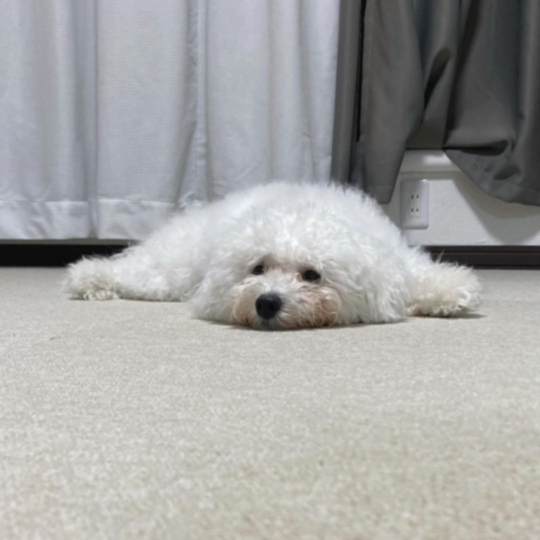 ゾイック スキモ アンバサダー ボイス