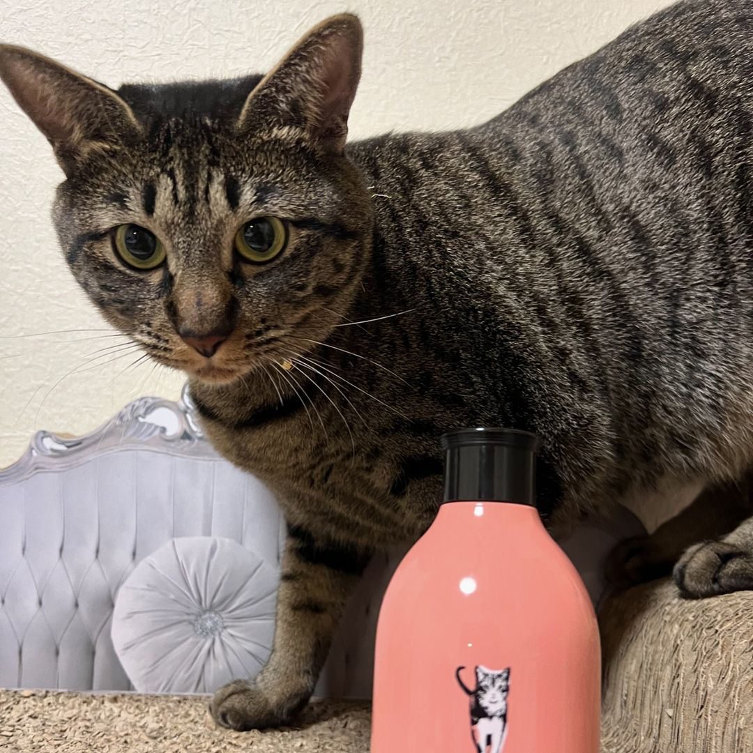 キャッツ アンバサダー ボイス