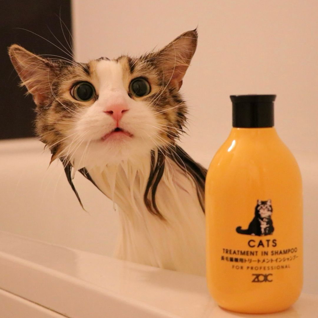 キャッツ アンバサダー ボイス