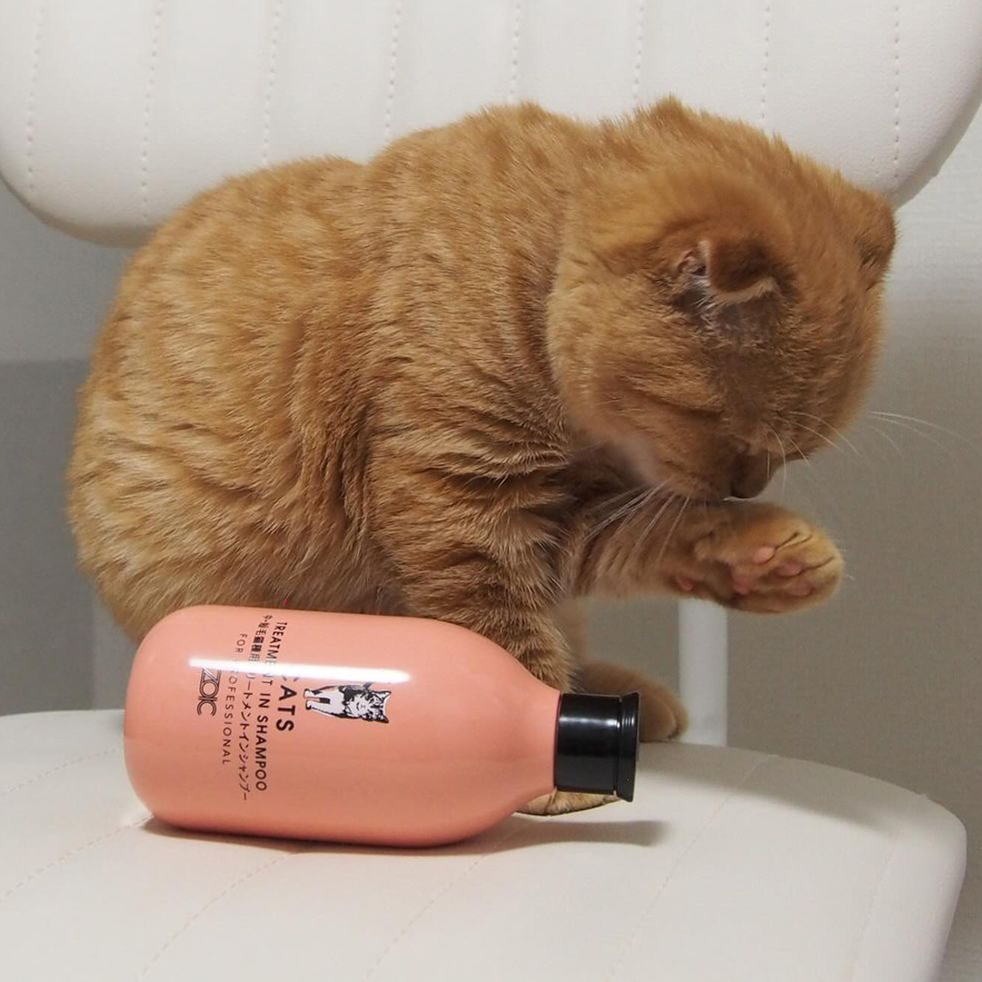 キャッツ アンバサダー ボイス