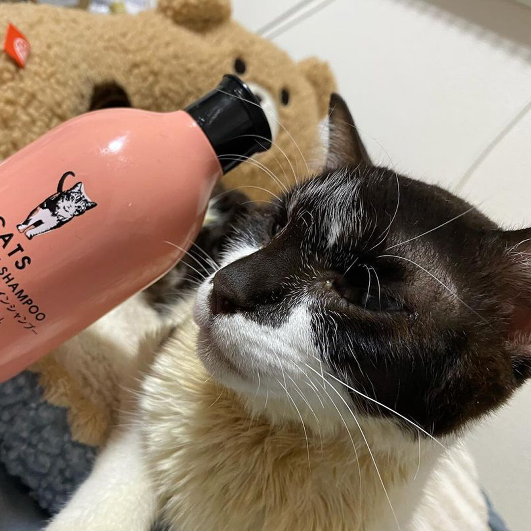 キャッツ アンバサダー ボイス