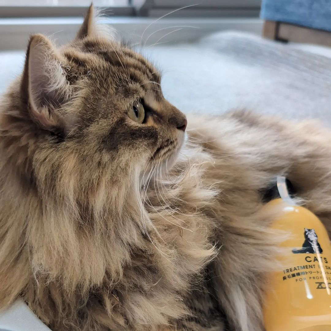 キャッツ アンバサダー ボイス