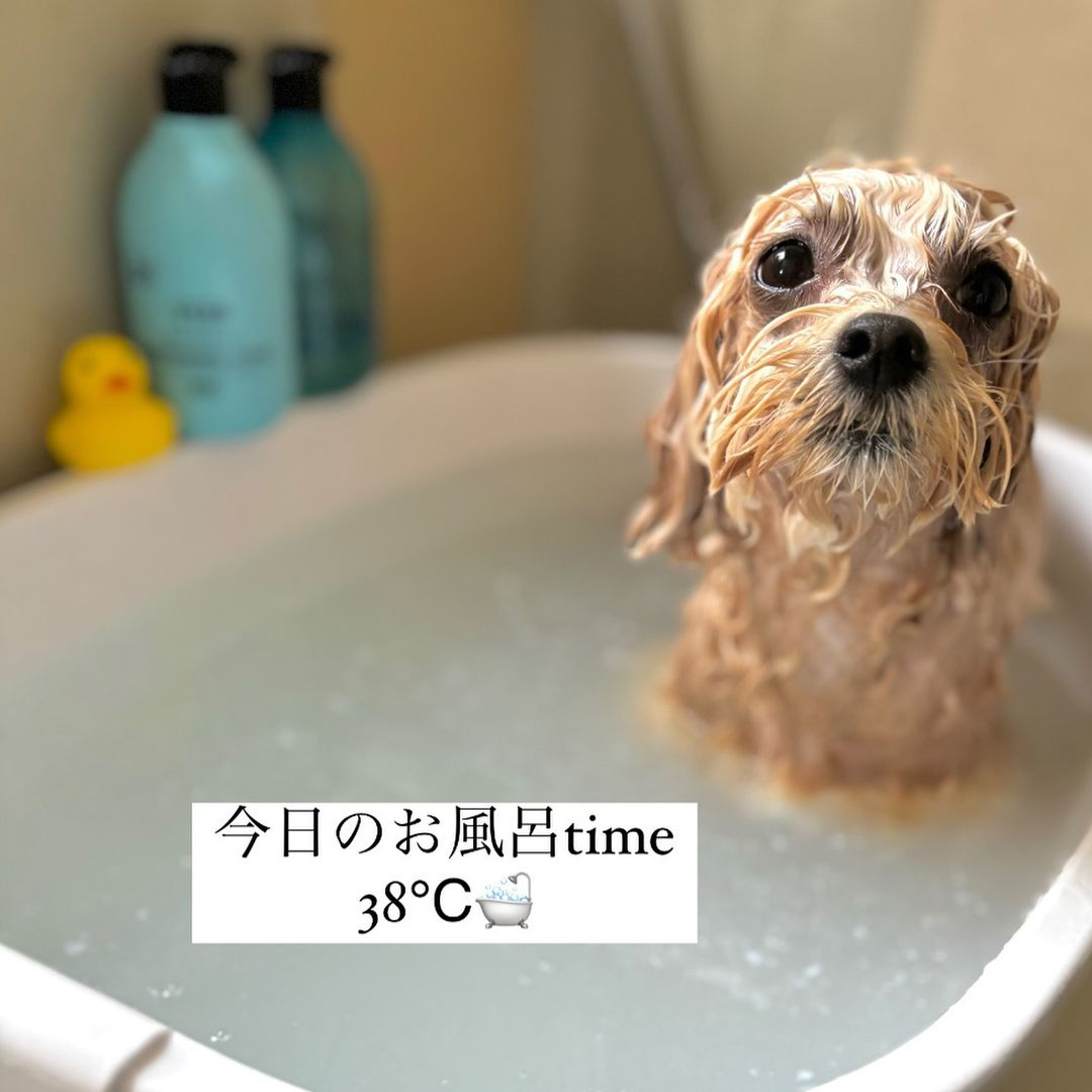 ゾイック N アンバサダー ボイス