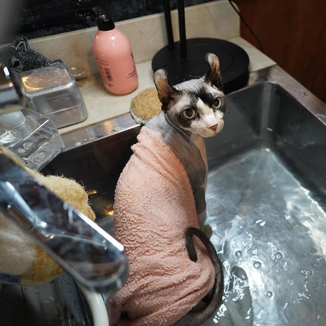 キャッツ アンバサダー ボイス