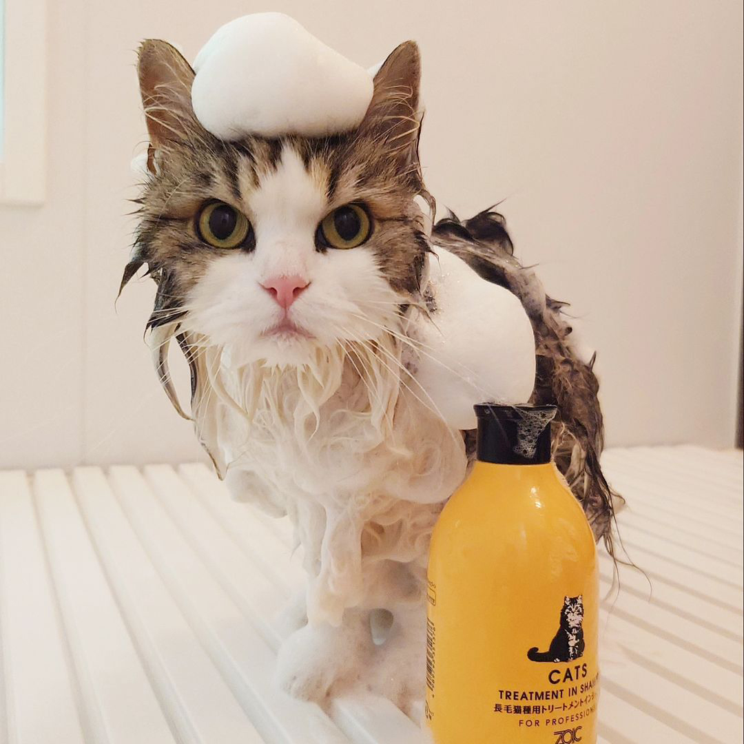 キャッツ アンバサダー ボイス