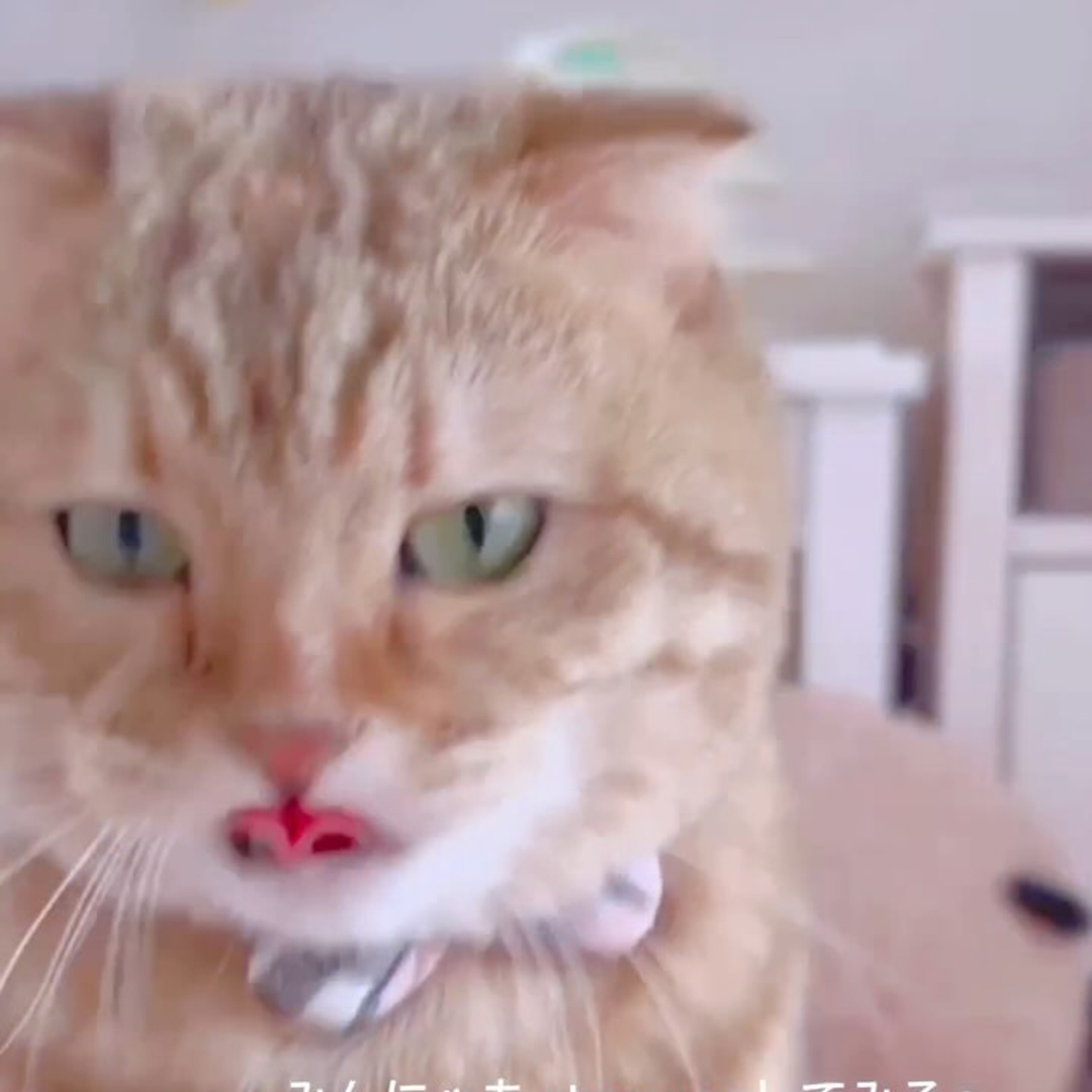 キャッツ アンバサダー ボイス