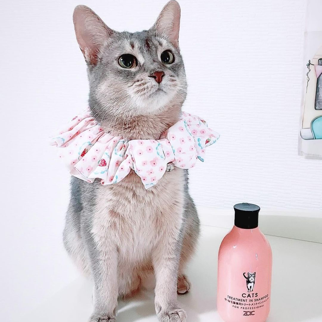キャッツ アンバサダー ボイス