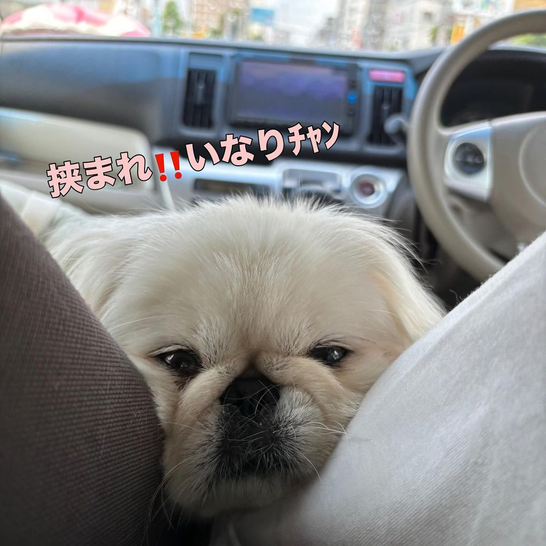 ゾイック N アンバサダー ボイス