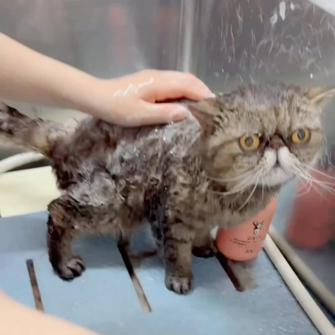 キャッツ アンバサダー ボイス