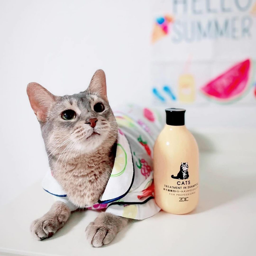 キャッツ アンバサダー ボイス