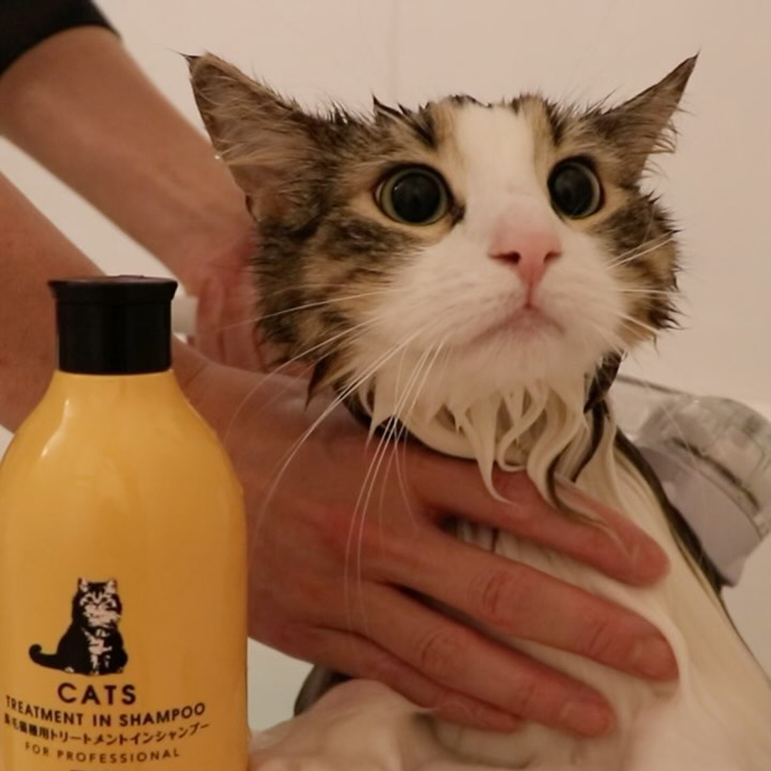 キャッツ アンバサダー ボイス