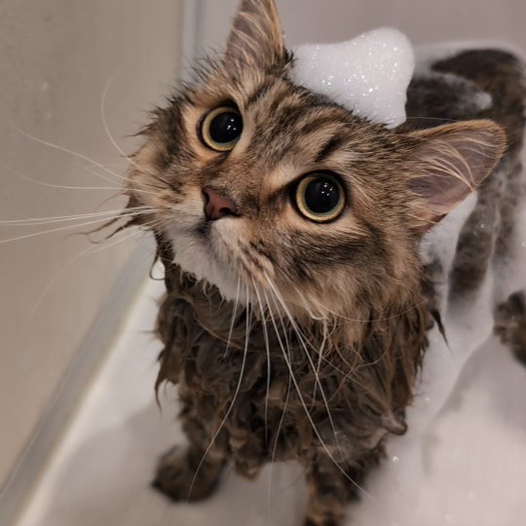 キャッツ アンバサダー ボイス