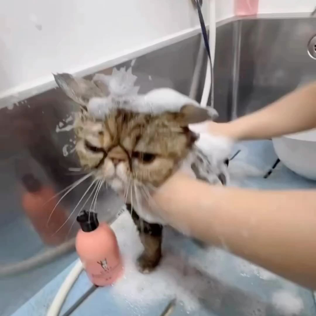 キャッツ アンバサダー ボイス