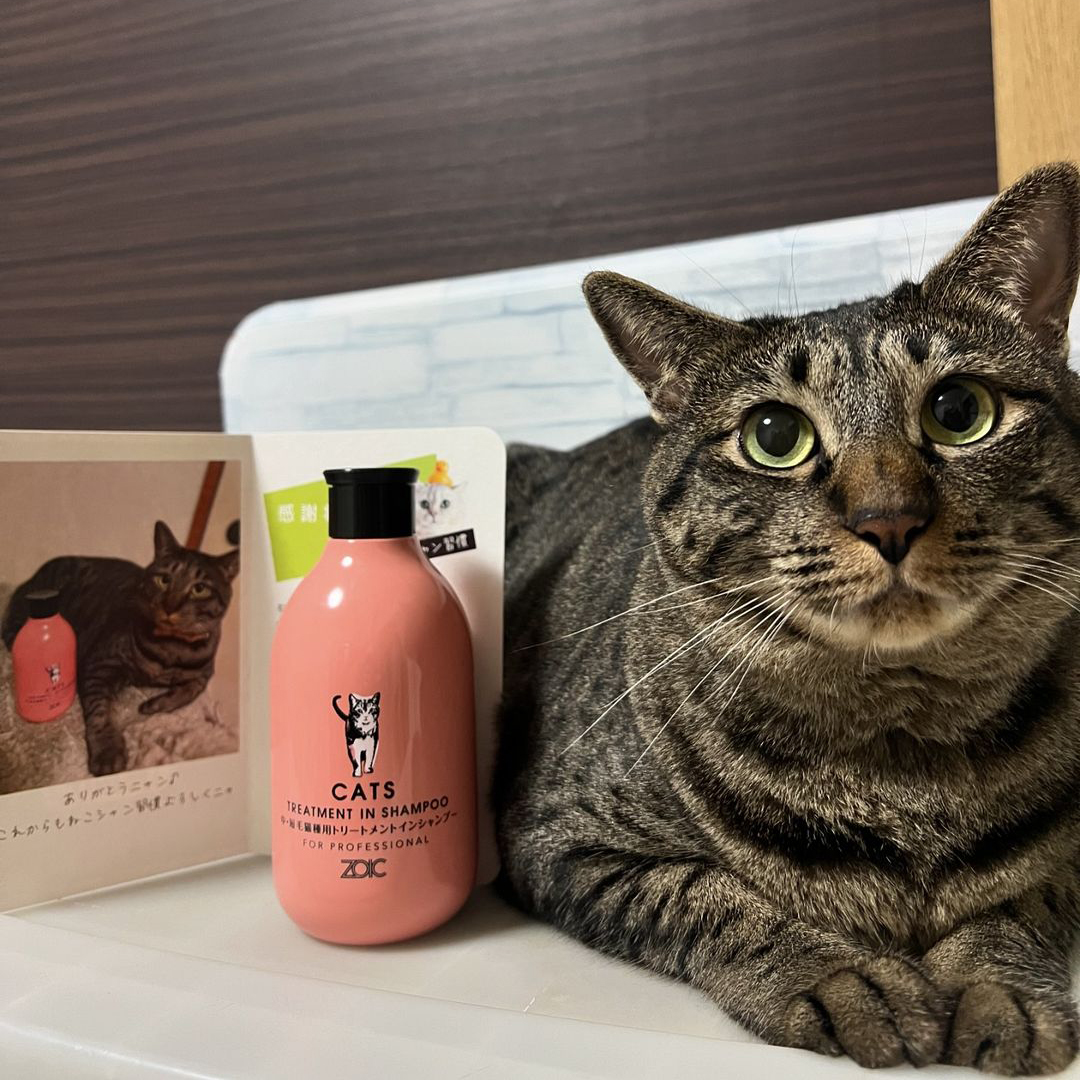 キャッツ アンバサダー ボイス