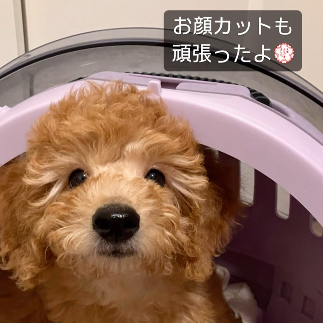 ゾイック スキモ アンバサダー ボイス